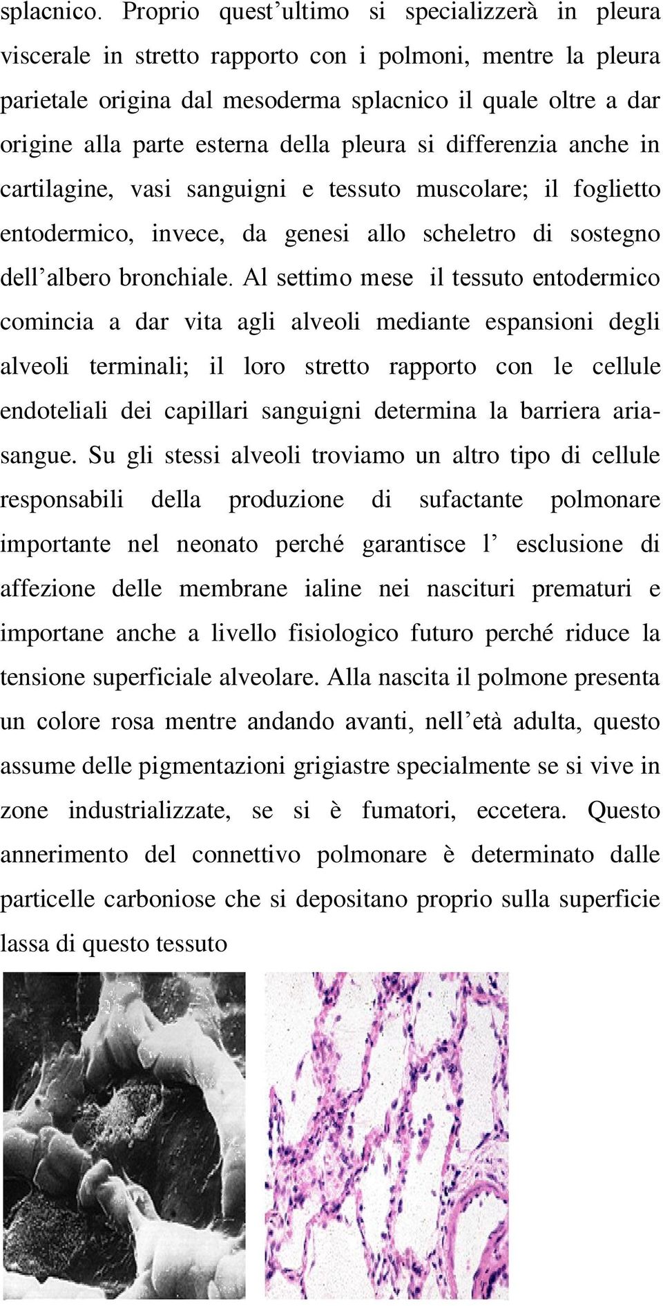 della pleura si differenzia anche in cartilagine, vasi sanguigni e tessuto muscolare; il foglietto entodermico, invece, da genesi allo scheletro di sostegno dell albero bronchiale.