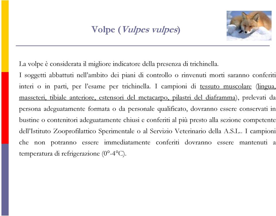 I campioni di tessuto muscolare (lingua, masseteri, tibiale anteriore, estensori del metacarpo, pilastri del diaframma), prelevati da persona adeguatamente formata o da personale