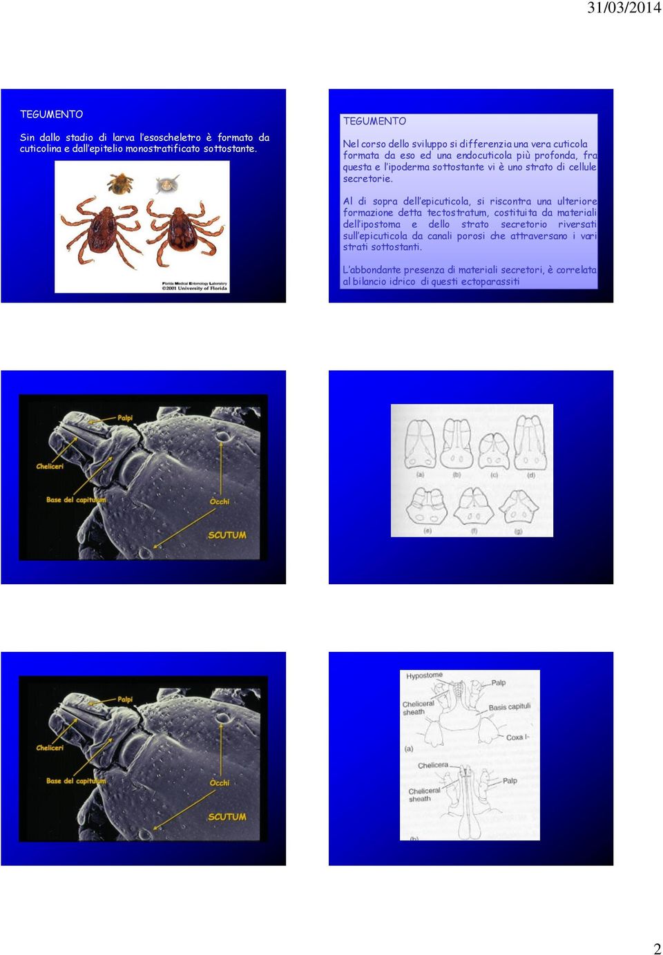 strato di cellule secretorie.