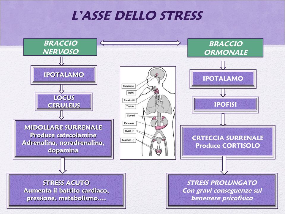 battito cardiaco, pressione, metabolismo.