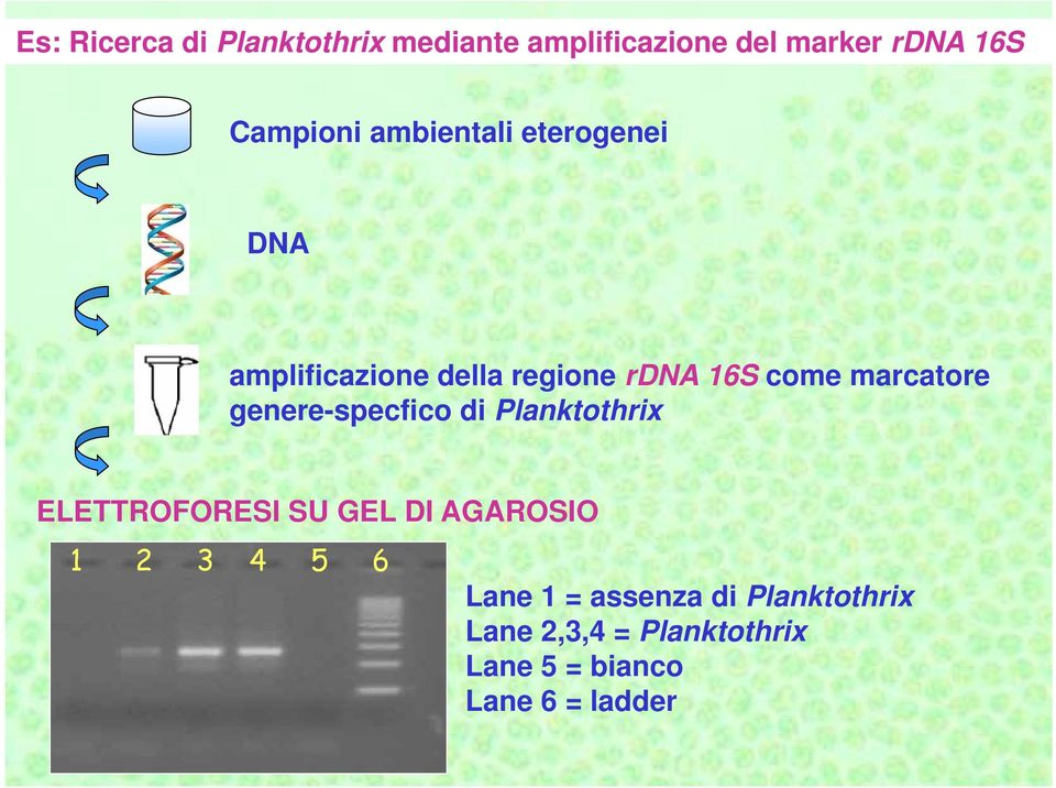 genere-specfico di Planktothrix ELETTROFORESI SU GEL DI AGAROSIO 1 2 3 4 5 6 Lane