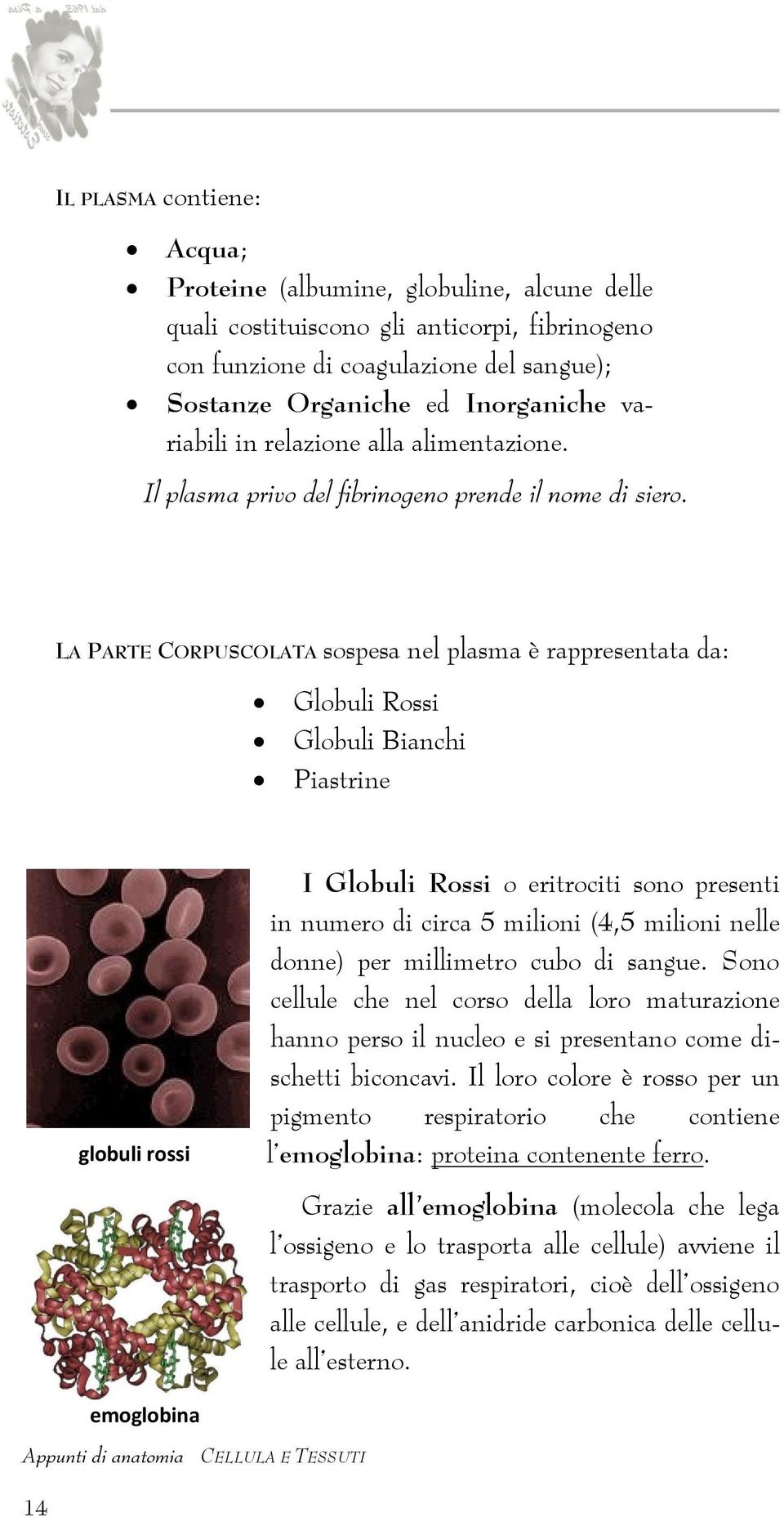 LA PARTE CORPUSCOLATA sospesa nel plasma è rappresentata da: Globuli Rossi Globuli Bianchi Piastrine globuli rossi I Globuli Rossi o eritrociti sono presenti in numero di circa 5 milioni (4,5 milioni