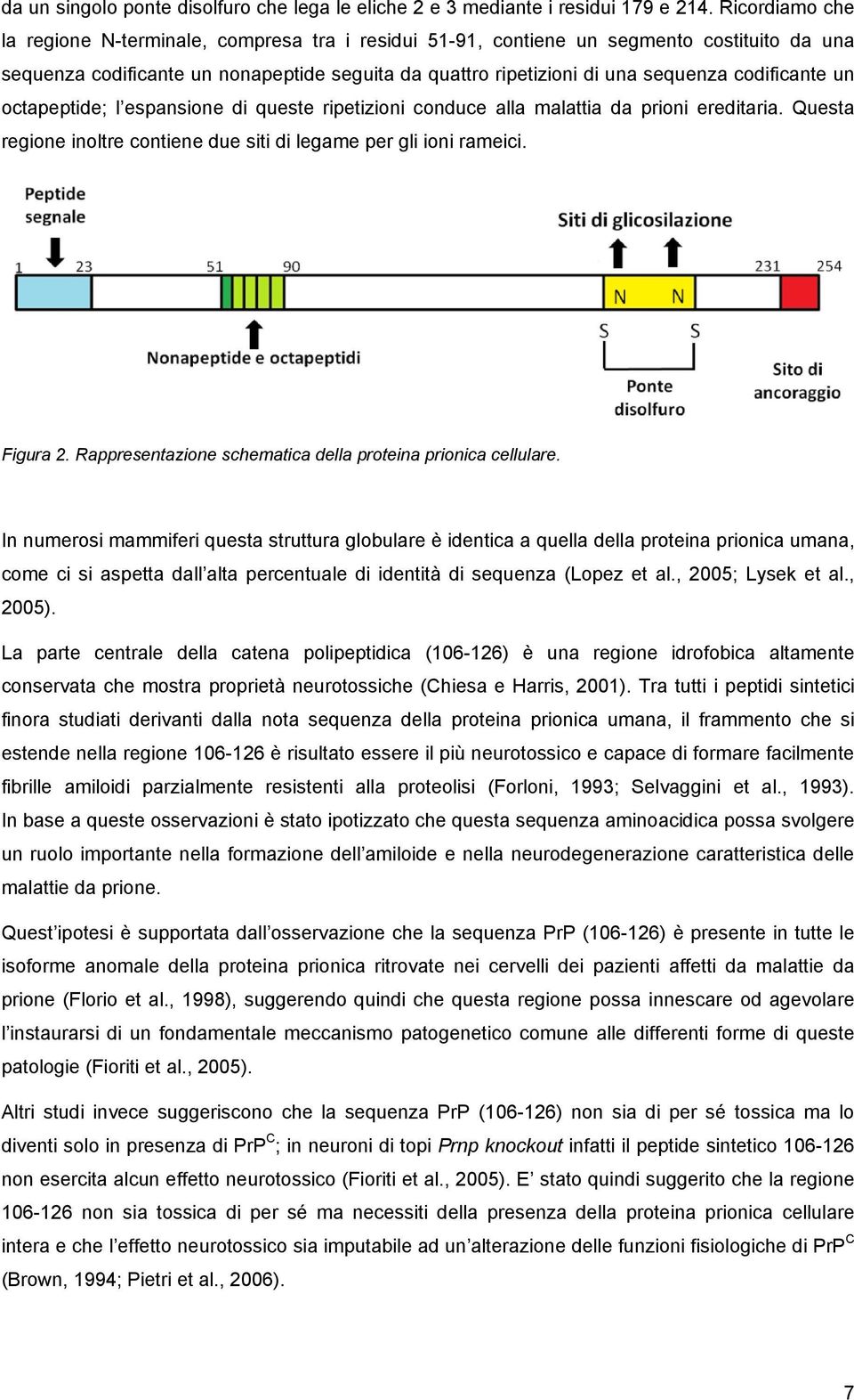 codificante un octapeptide; l espansione di queste ripetizioni conduce alla malattia da prioni ereditaria. Questa regione inoltre contiene due siti di legame per gli ioni rameici. Figura 2.