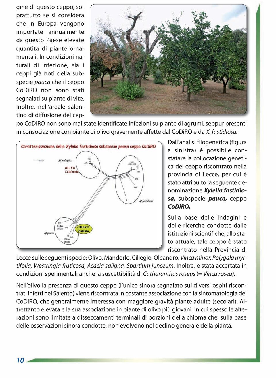 Inoltre, nell areale salen - tino di diffusione del cep - po CoDiRO non sono mai state identificate infezioni su piante di agrumi, seppur presenti in consociazione con piante di olivo gravemente