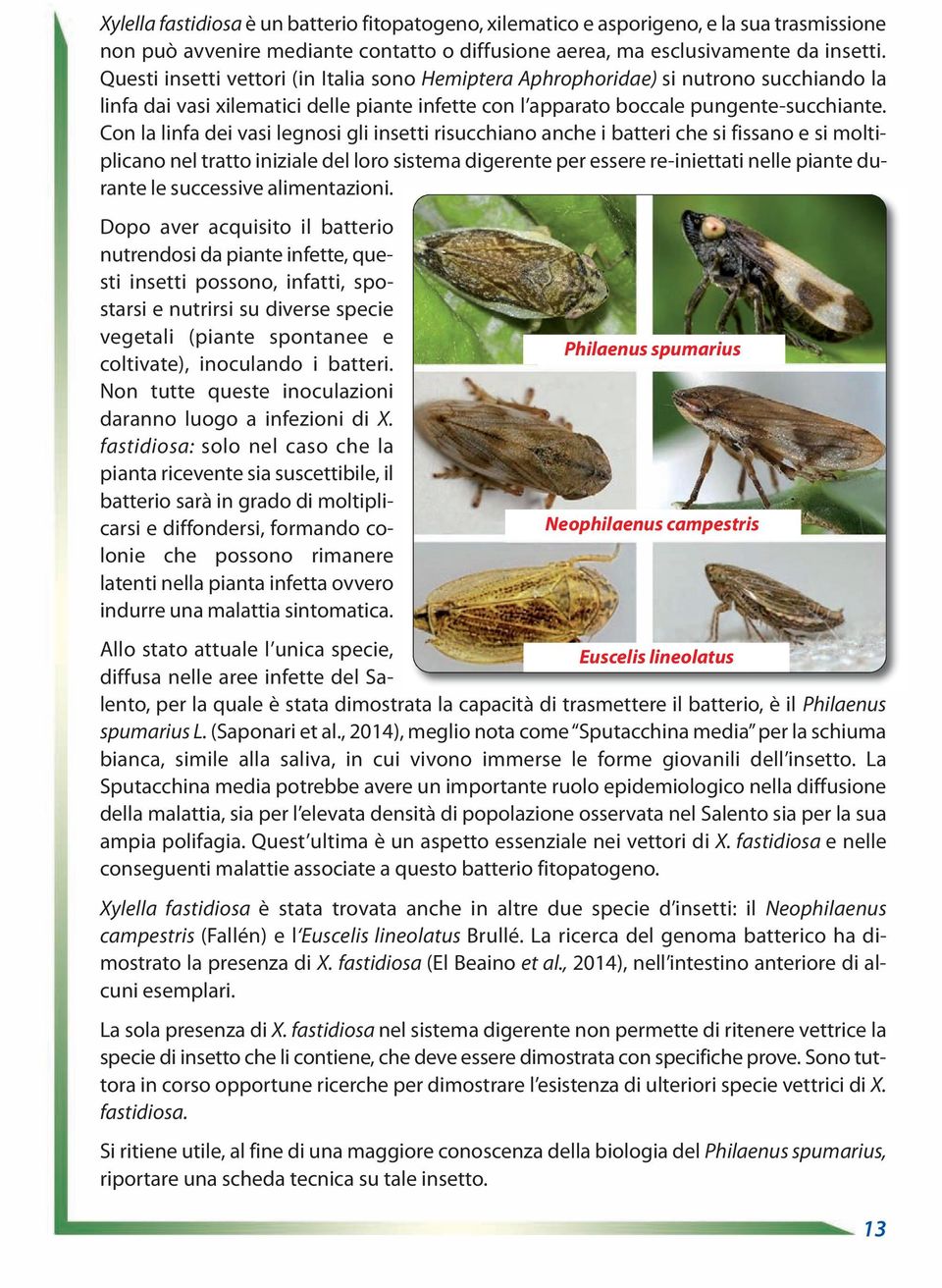 Con la linfa dei vasi legnosi gli insetti risucchiano anche i batteri che si fissano e si moltiplicano nel tratto iniziale del loro sistema digerente per essere re-iniettati nelle piante durante le