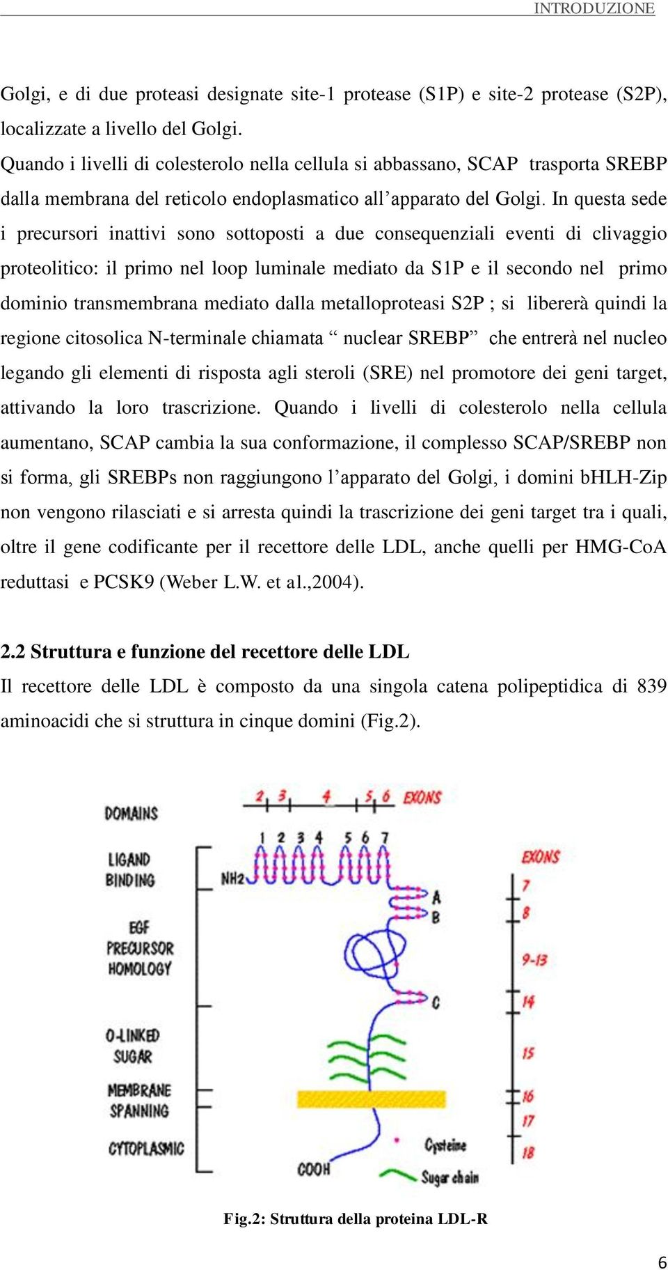 In questa sede i precursori inattivi sono sottoposti a due consequenziali eventi di clivaggio proteolitico: il primo nel loop luminale mediato da S1P e il secondo nel primo dominio transmembrana