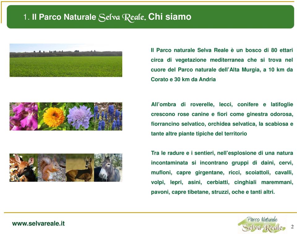 Il Parco Naturale  Il Parco naturale Selva Reale è un bosco di 80 ettari circa di vegetazione mediterranea che si trova nel cuore del Parco naturale dell Alta Murgia, a 10 km da