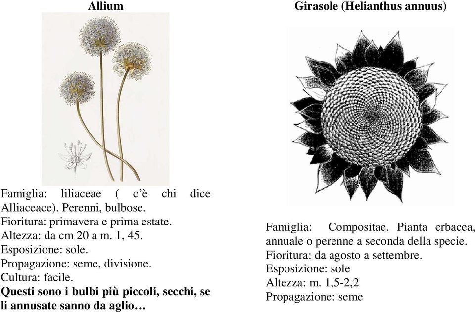 Cultura: facile. Questi sono i bulbi più piccoli, secchi, se li annusate sanno da aglio Famiglia: Compositae.