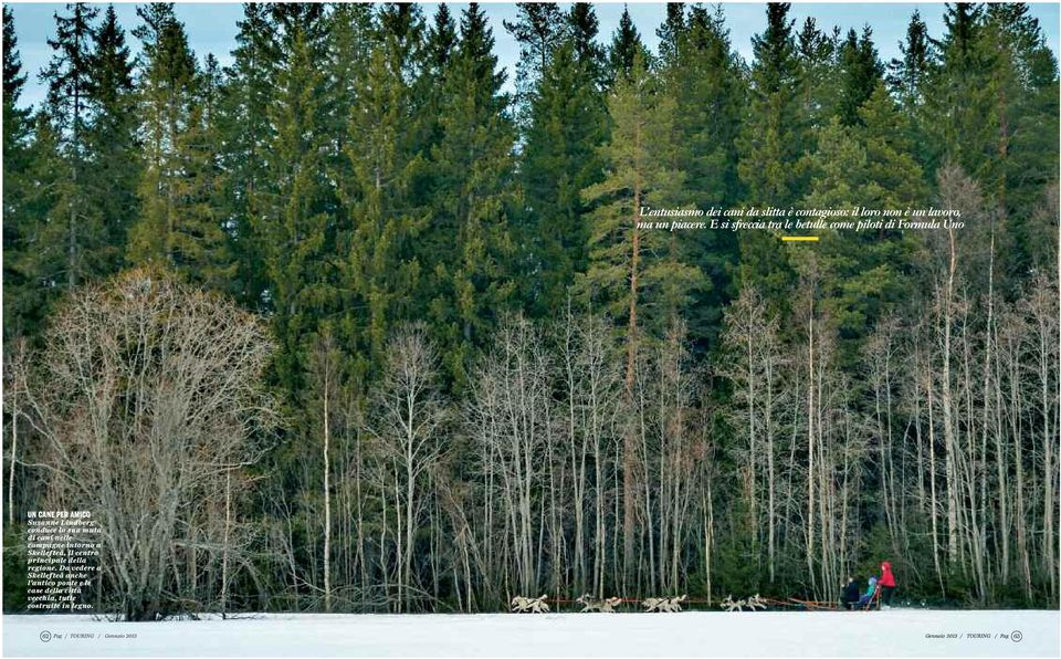 di cani nelle campagne intorno a Skellef teå, il centro principale della regione.