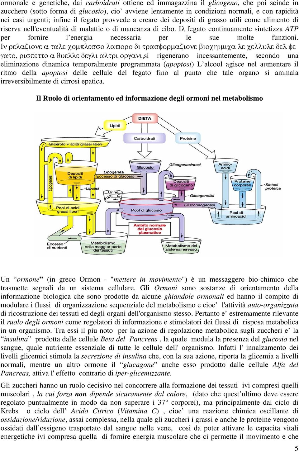 Ιλ fegato continuamente sintetizza ATP per fornire l energia necessaria per le sue molte funzioni.