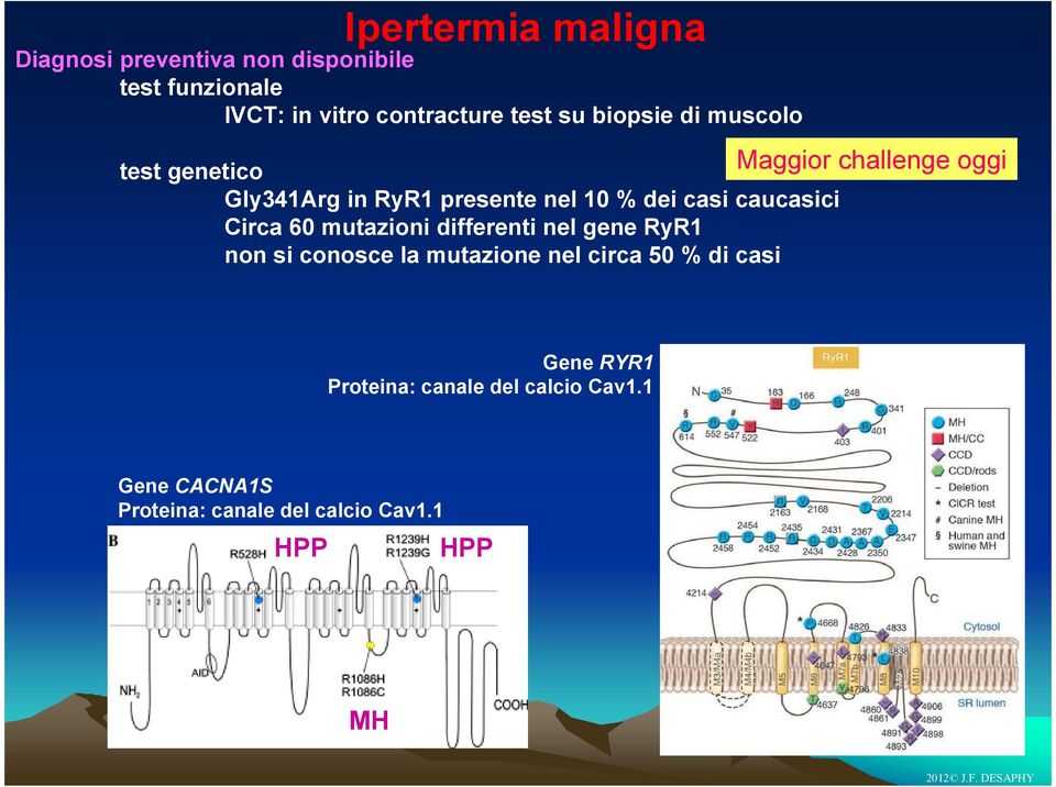 differenti nel gene RyR1 non si conosce la mutazione nel circa 50 % di casi Maggior challenge oggi Gene RYR1