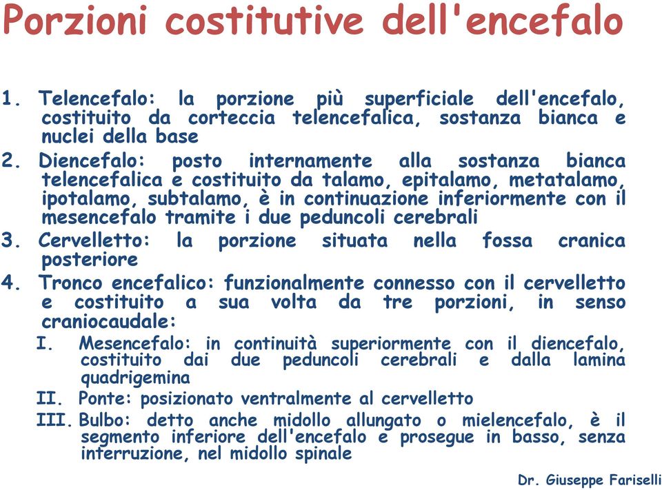 due peduncoli cerebrali 3. Cervelletto: la porzione situata nella fossa cranica posteriore 4.