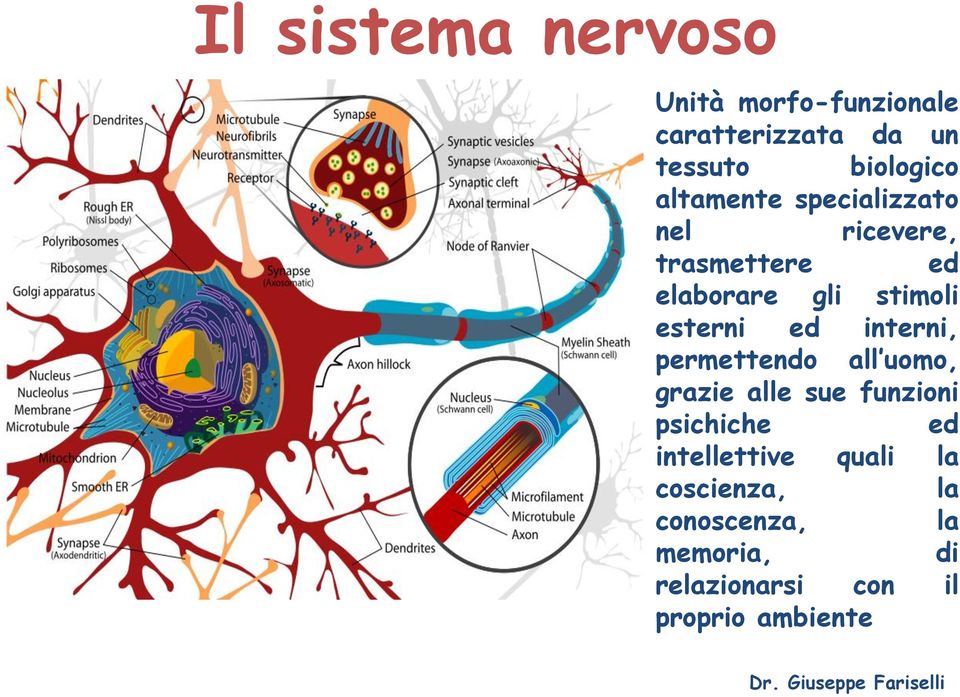 ed interni, permettendo all uomo, grazie alle sue funzioni psichiche ed