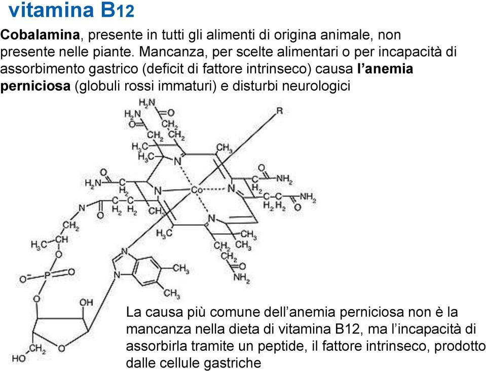 anemia perniciosa (globuli rossi immaturi) e disturbi neurologici La causa più comune dell anemia perniciosa non è la