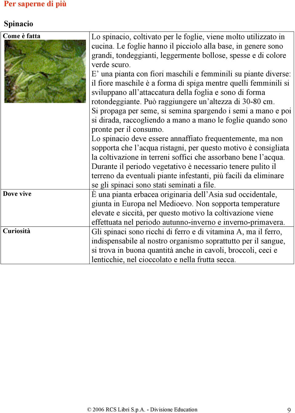 E una pianta con fiori maschili e femminili su piante diverse: il fiore maschile è a forma di spiga mentre quelli femminili si sviluppano all attaccatura della foglia e sono di forma rotondeggiante.