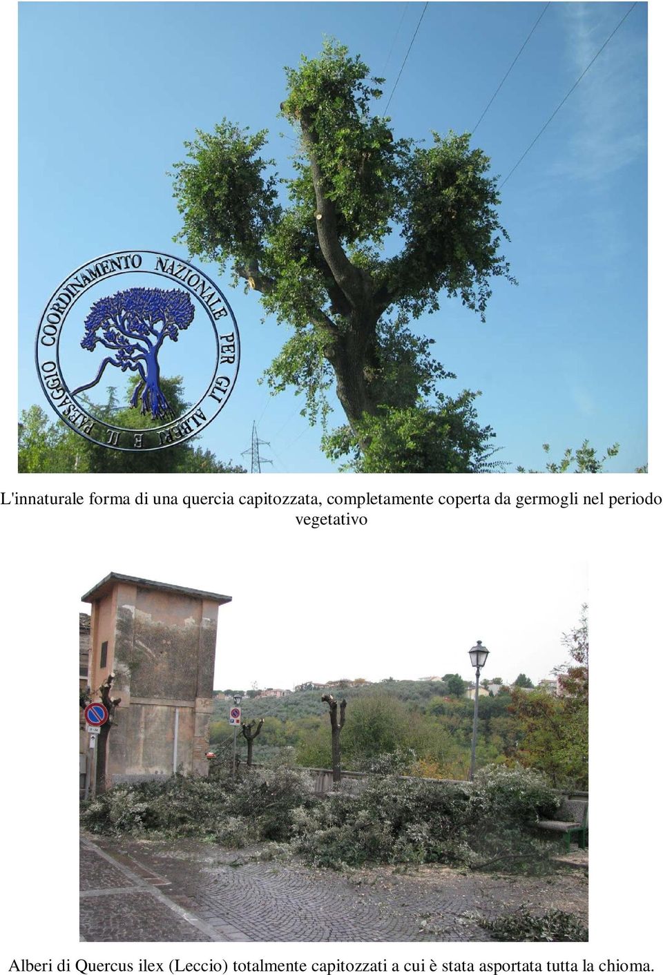 vegetativo Alberi di Quercus ilex (Leccio)