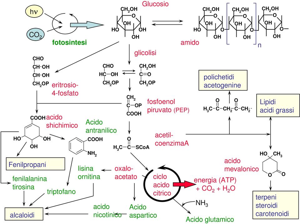 glicolisi CH 2 OH C O CH 2 OP SCoA Acido aspartico HO amido fosfoenol piruvato (PEP) ciclo acido citrico CH 2 OH O OH O OH C H 3 O C CH 2 C energia (ATP) + CO 2 +