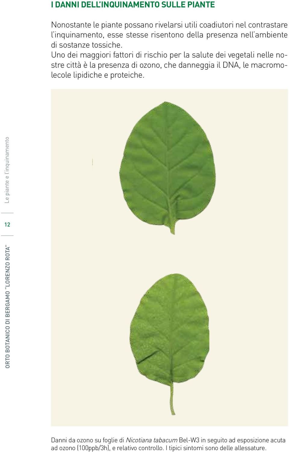 Uno dei maggiori fattori di rischio per la salute dei vegetali nelle nostre città è la presenza di ozono, che danneggia il DNA, le macromolecole