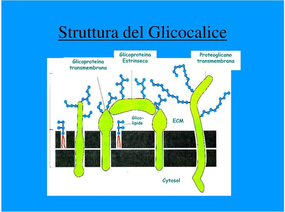 Glicoproteina Estrinseca