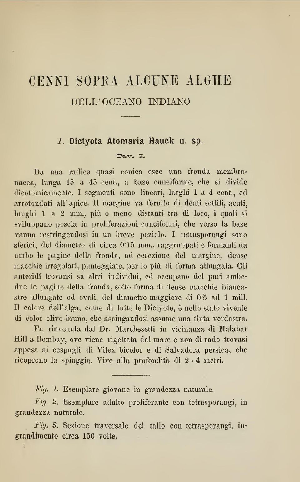 , più o meno distanti tra di loro, i quali si sviluppano poscia in proliferazioni cuneiformi, che verso la base vanno restringendosi in un breve peziolo.