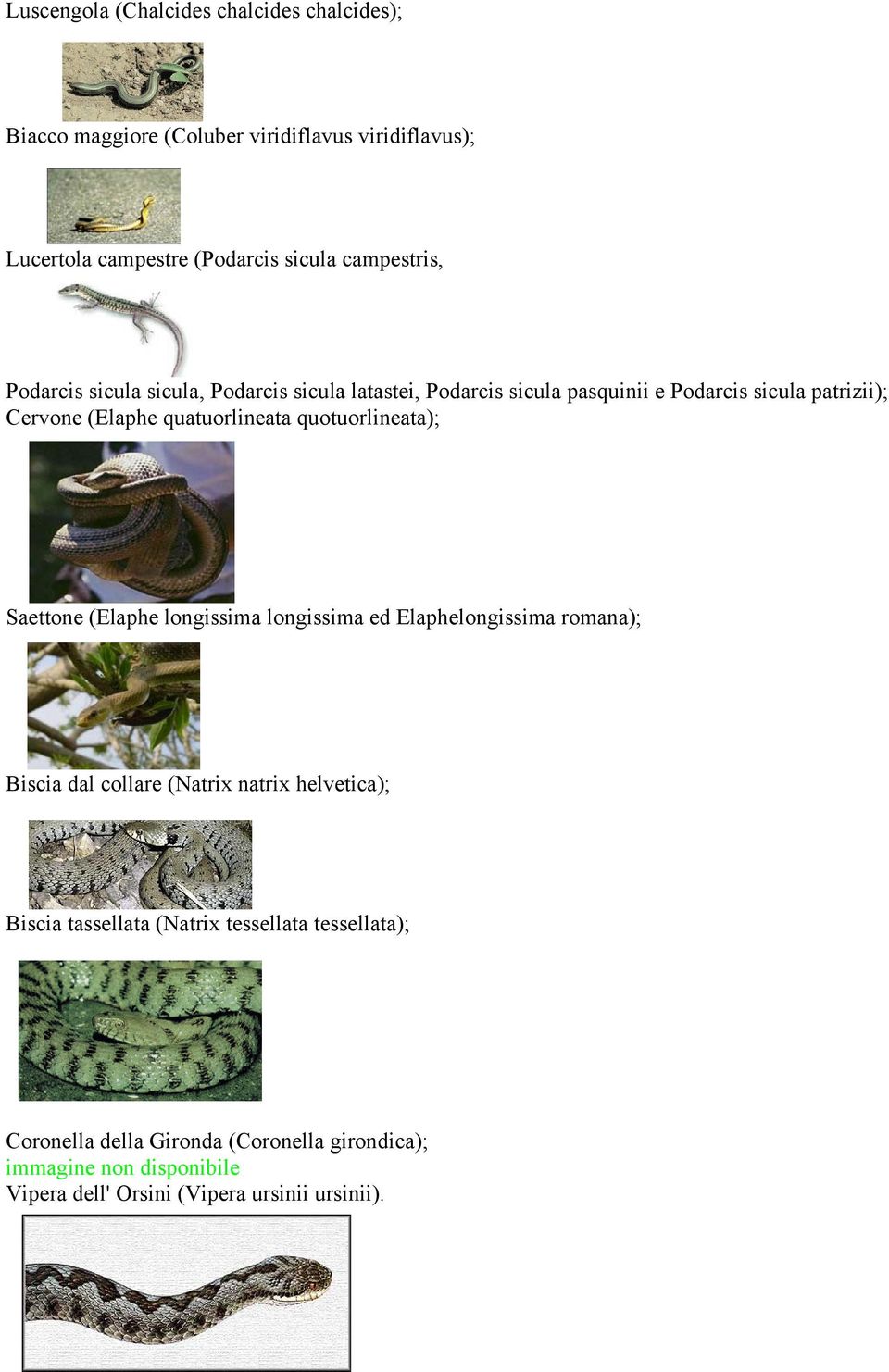 quatuorlineata quotuorlineata); Saettone (Elaphe longissima longissima ed Elaphelongissima romana); Biscia dal collare (Natrix natrix