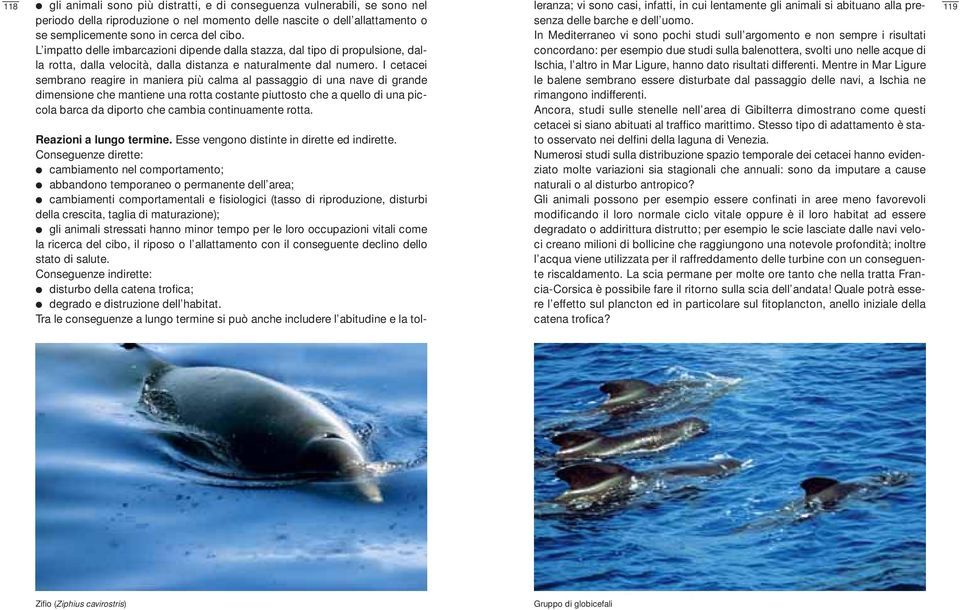 I cetacei sembrano reagire in maniera più calma al passaggio di una nave di grande dimensione che mantiene una rotta costante piuttosto che a quello di una piccola barca da diporto che cambia