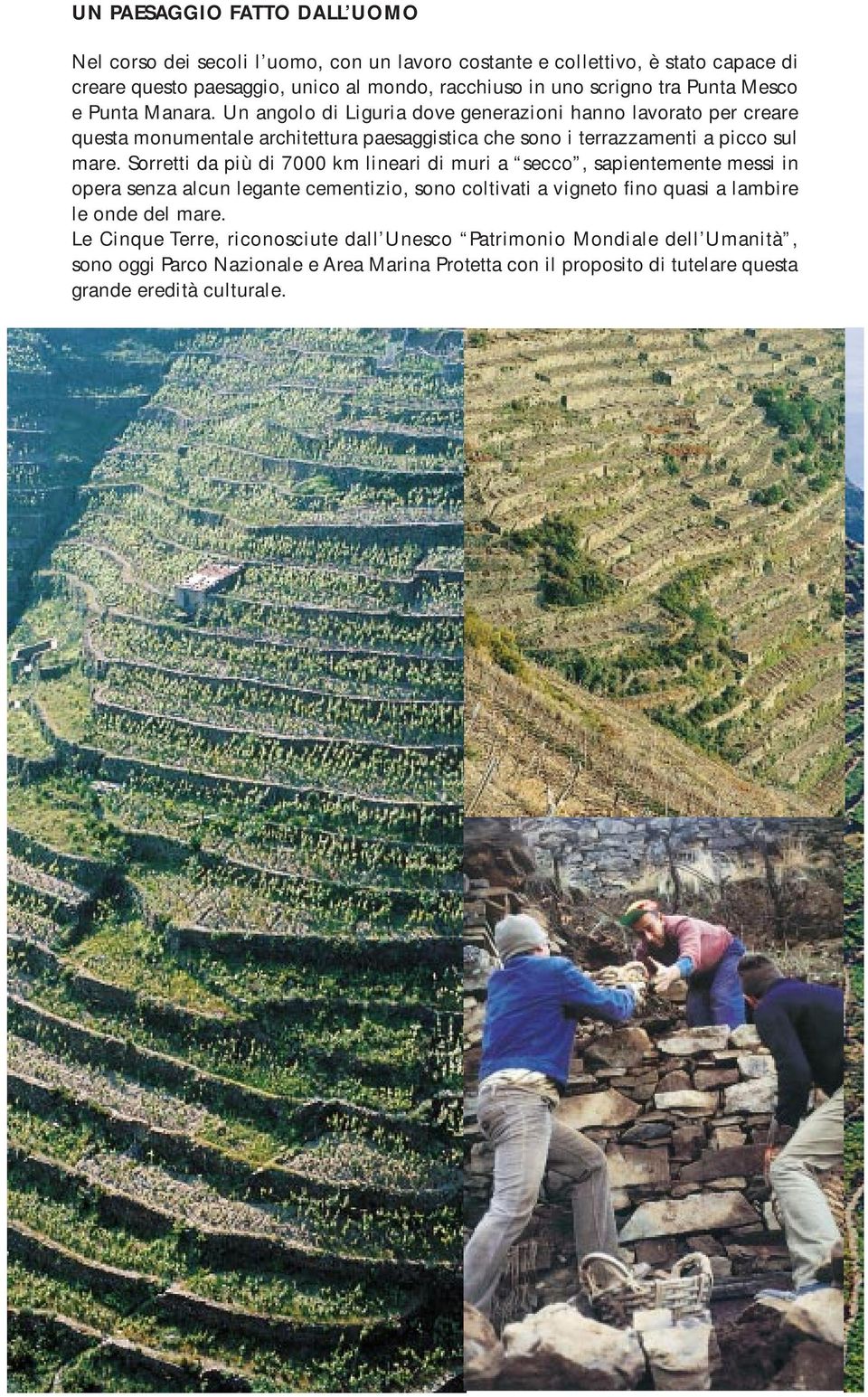 Un angolo di Liguria dove generazioni hanno lavorato per creare questa monumentale architettura paesaggistica che sono i terrazzamenti a picco sul mare.