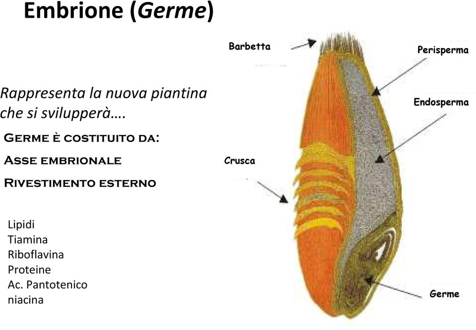 Germe è costituito da: Asse embrionale Rivestimento