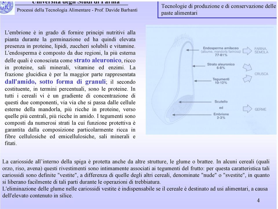 La frazione glucidica è per la maggior parte rappresentata dall'amido, sotto forma di granuli; il secondo costituente, in termini percentuali, sono le proteine.