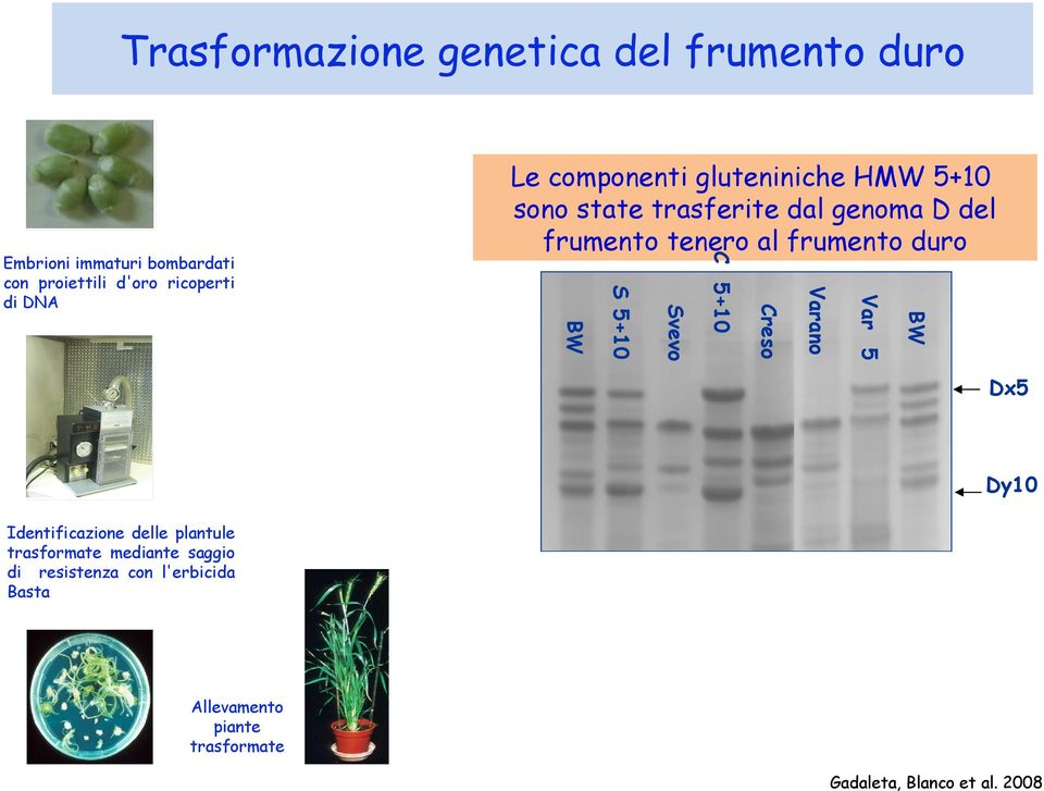 trasferite dal genoma D del frumento tenero al frumento duro Dx5 Dy10 Identificazione delle plantule