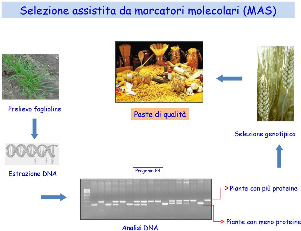 Selezione genotipica Estrazione DNA Progenie F4