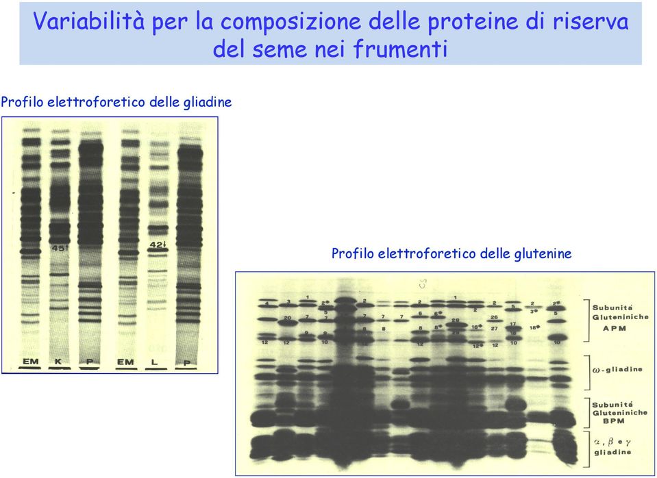 frumenti Profilo elettroforetico delle