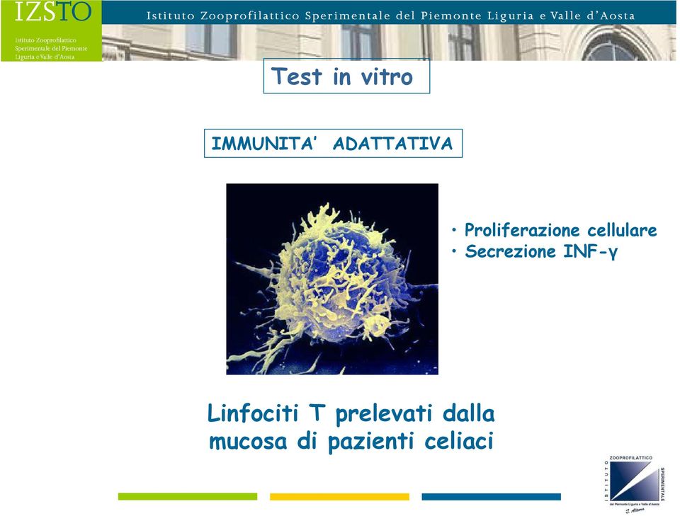 cellulare Secrezione INF-γ