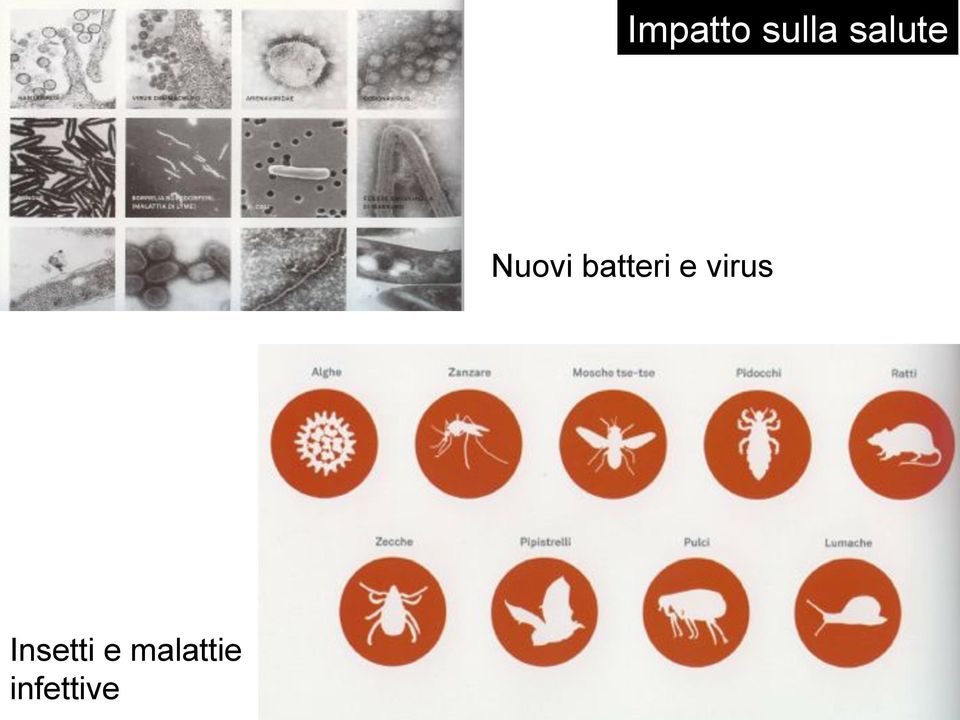 batteri e virus