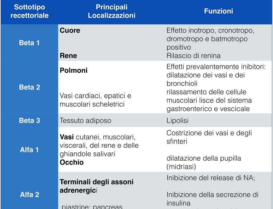 cronotropo, dromotropo e batmotropo positivo Rilascio di renina Effetti prevalentemente inibitori: dilatazione dei vasi e dei bronchioli rilassamento delle cellule muscolari