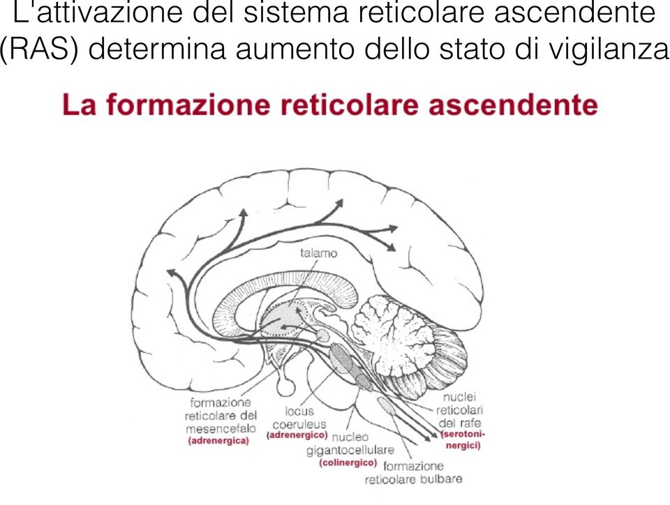 ascendente (RAS)