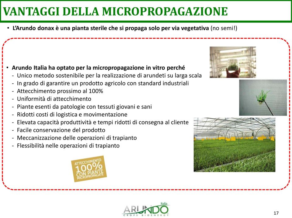 prodotto agricolo con standard industriali - Attecchimento prossimo al 100% - Uniformità di attecchimento - Piante esenti da patologie con tessuti giovani e sani - Ridotti