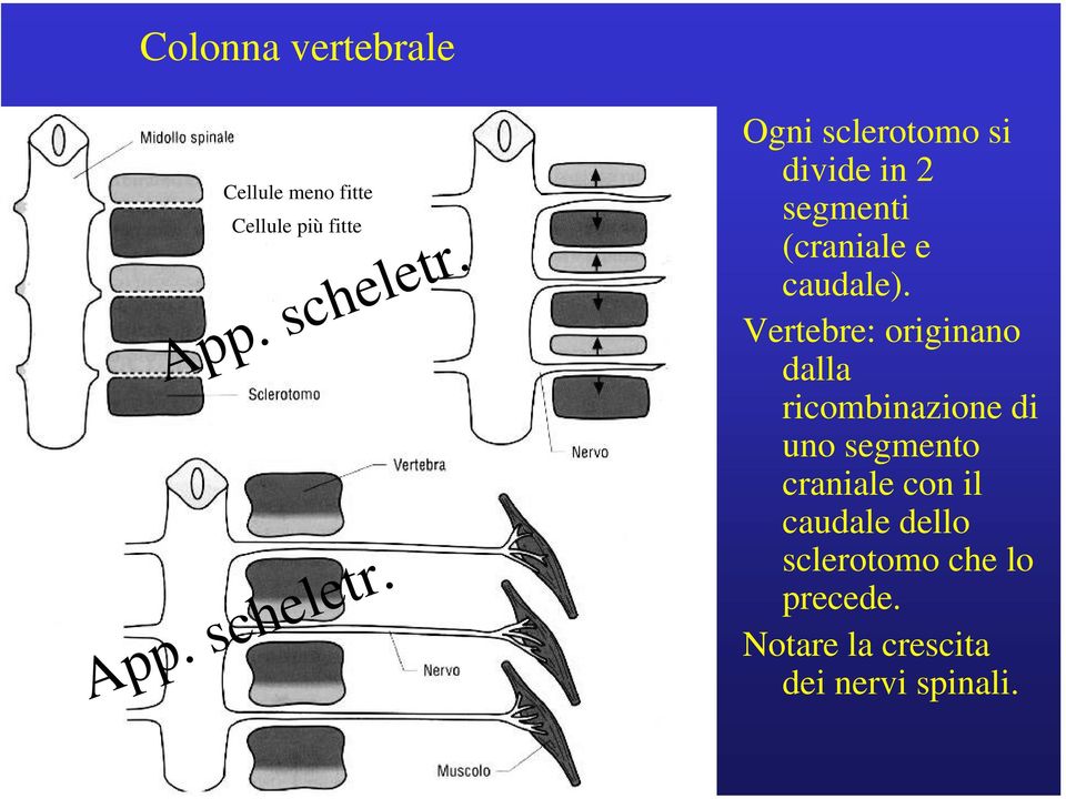 Ogni sclerotomo si divide in 2 segmenti (craniale e caudale).