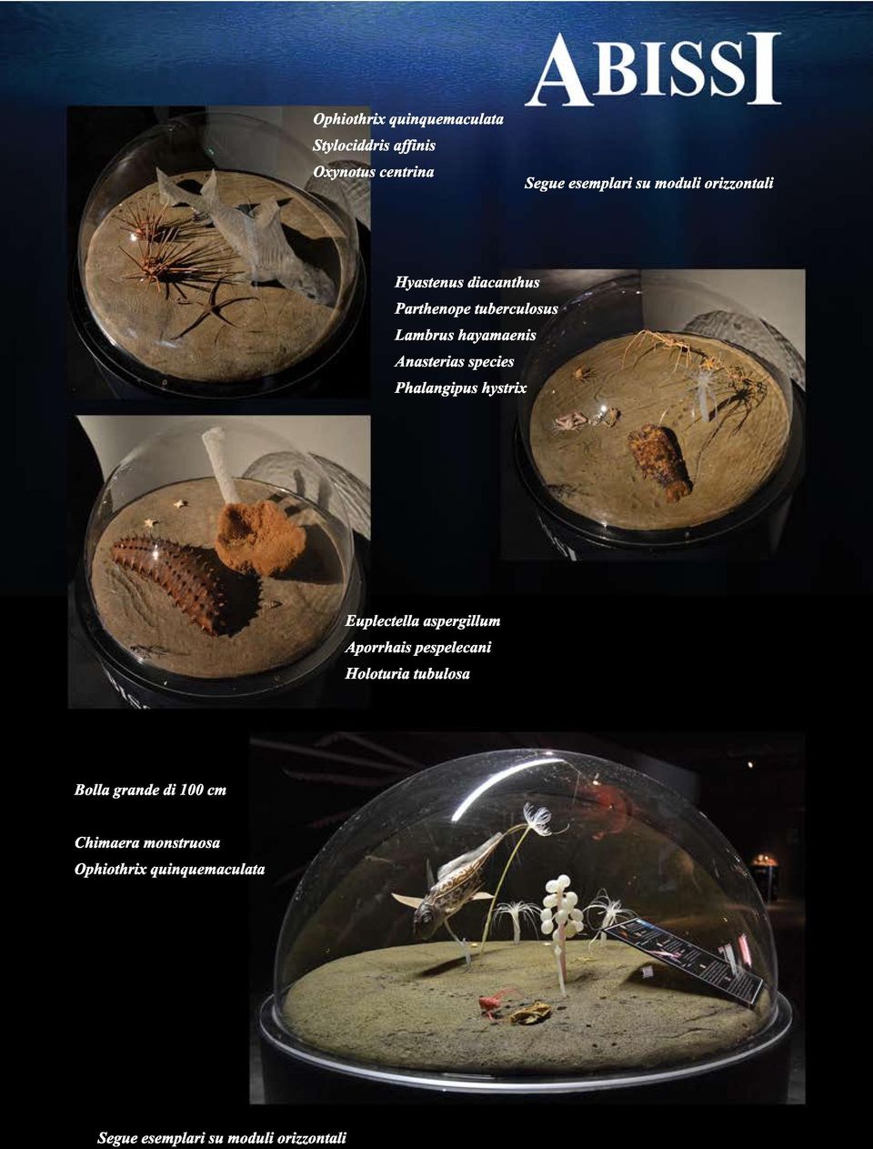 Euplectella aspergillum Aporrhais pespelecani Holoturia tubulosa Bolla grande di 100 cm Chimaera monstruosa Ophiothrix