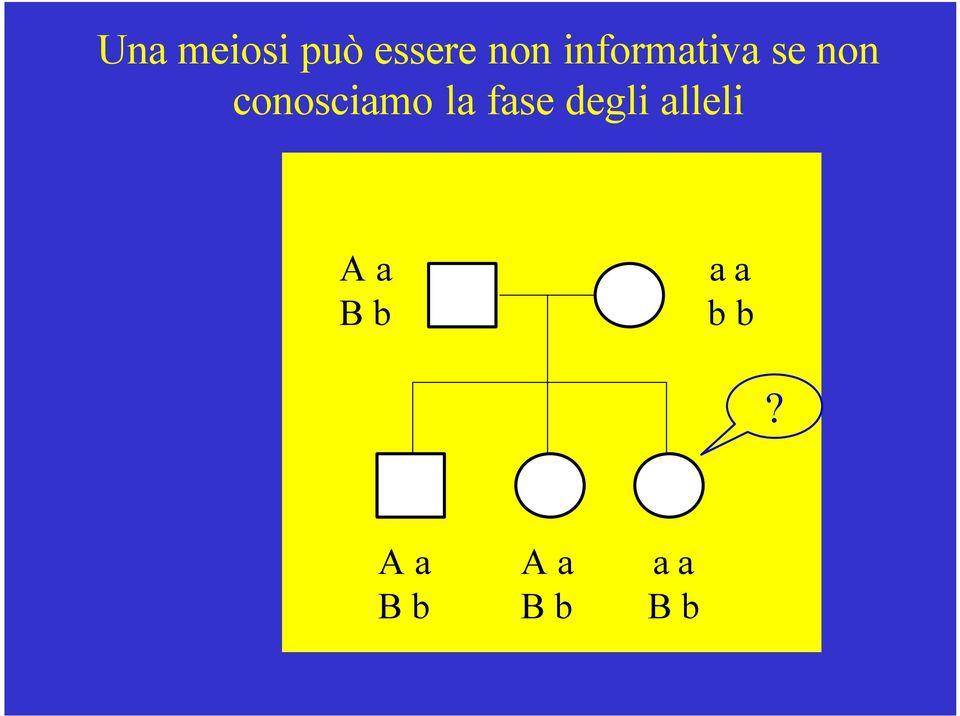 la fase degli alleli A a B b