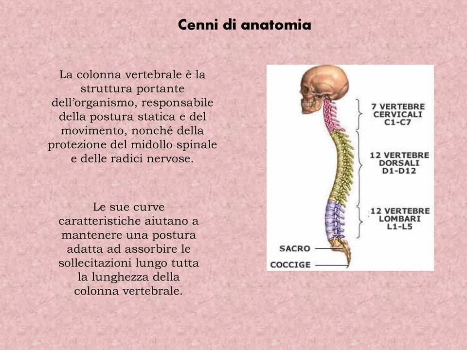 spinale e delle radici nervose.