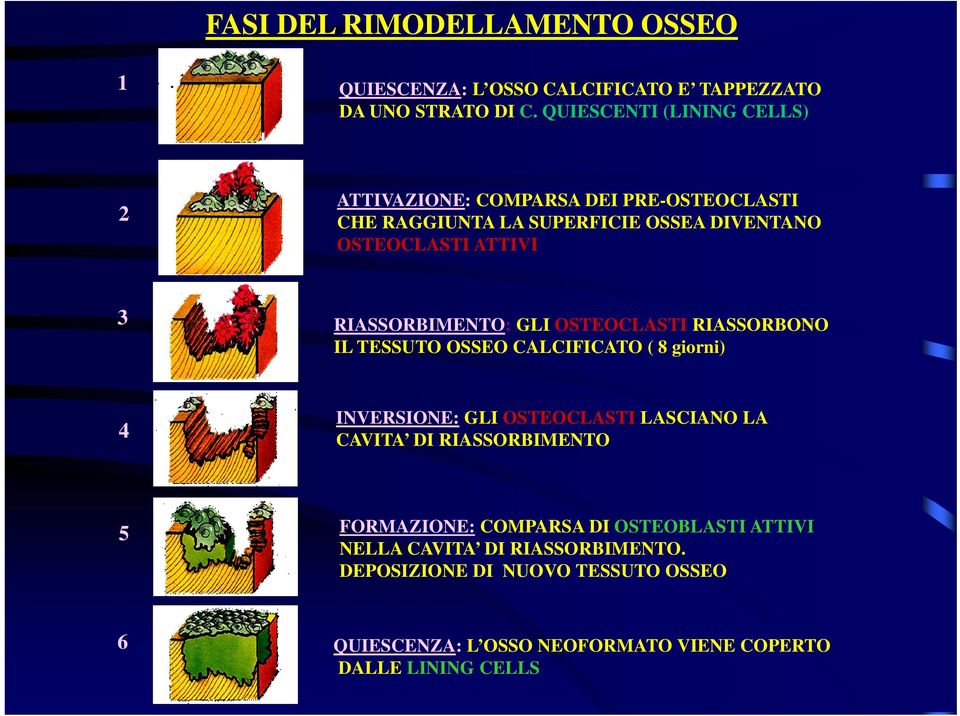 RIASSORBIMENTO: GLI OSTEOCLASTI RIASSORBONO IL TESSUTO OSSEO CALCIFICATO ( 8 giorni) 4 INVERSIONE: GLI OSTEOCLASTI LASCIANO LA CAVITA DI