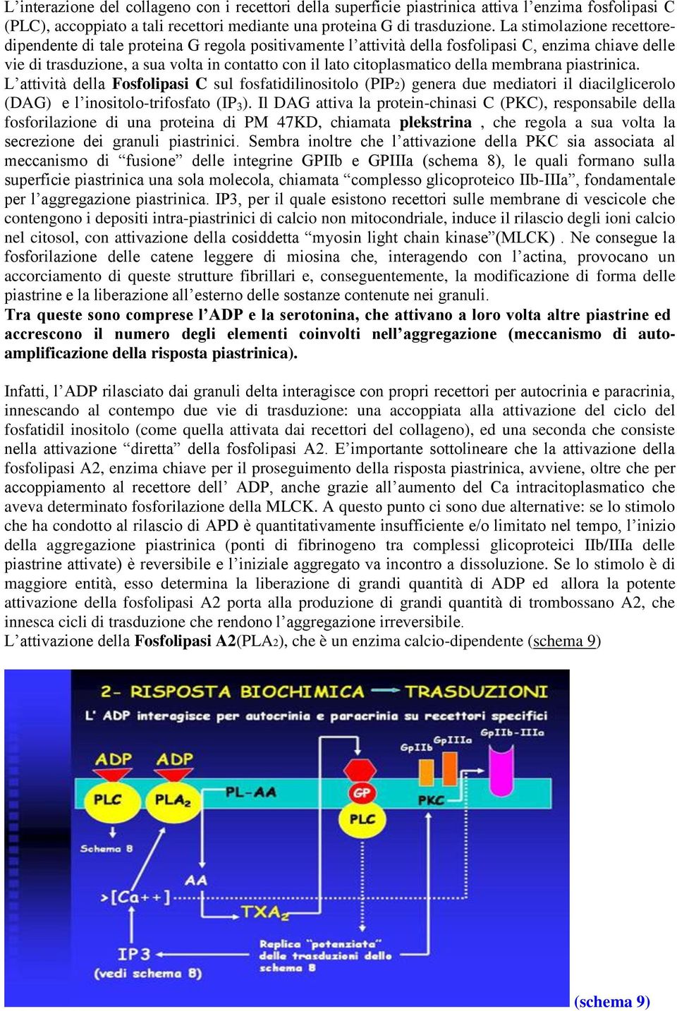 della membrana piastrinica. L attività della Fosfolipasi C sul fosfatidilinositolo (PIP2) genera due mediatori il diacilglicerolo (DAG) e l inositolo-trifosfato (IP 3 ).