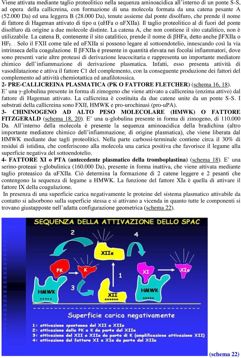 Il taglio proteolitico al di fuori del ponte disolfuro dà origine a due molecole distinte. La catena A, che non contiene il sito catalitico, non è utilizzabile.