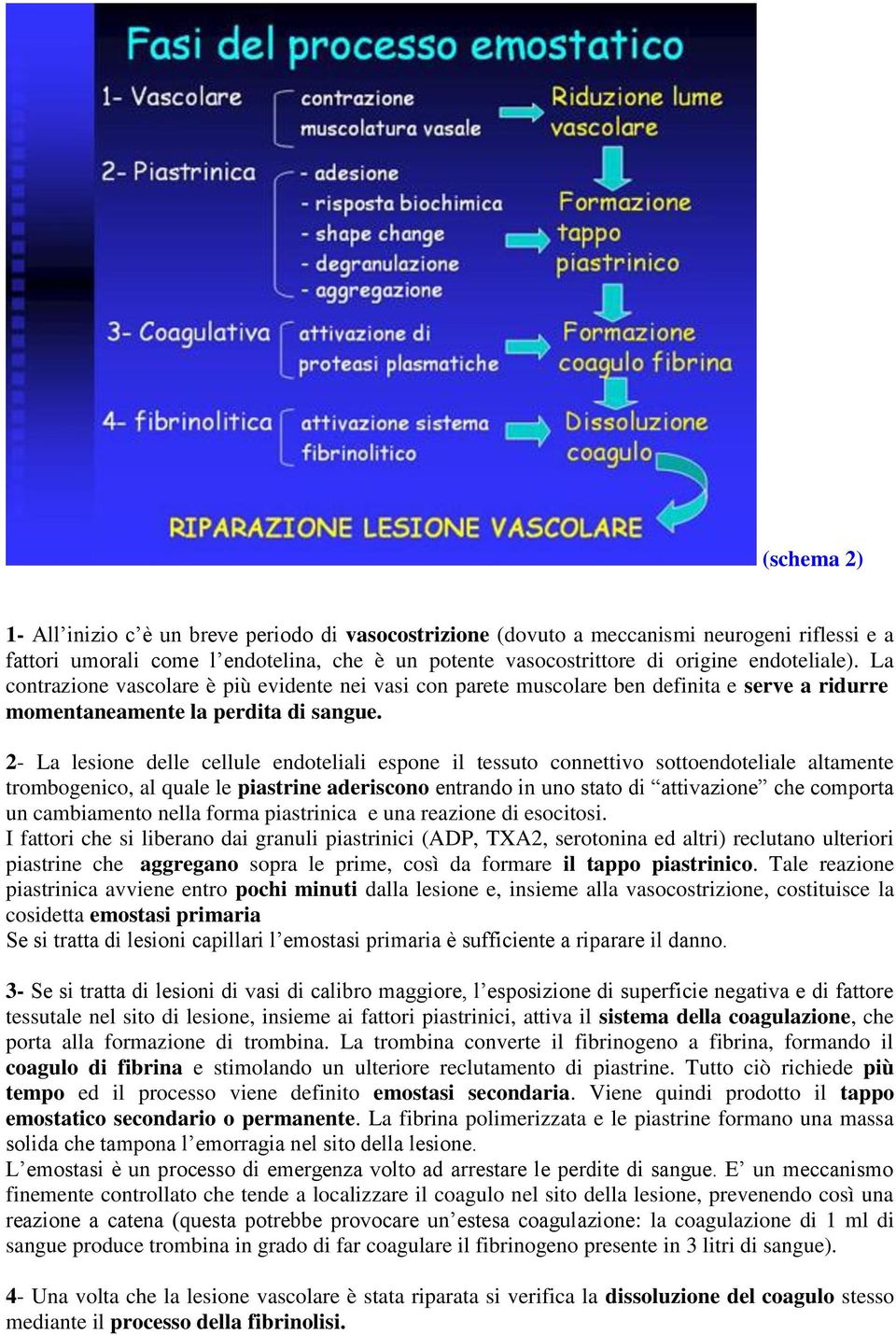 2- La lesione delle cellule endoteliali espone il tessuto connettivo sottoendoteliale altamente trombogenico, al quale le piastrine aderiscono entrando in uno stato di attivazione che comporta un