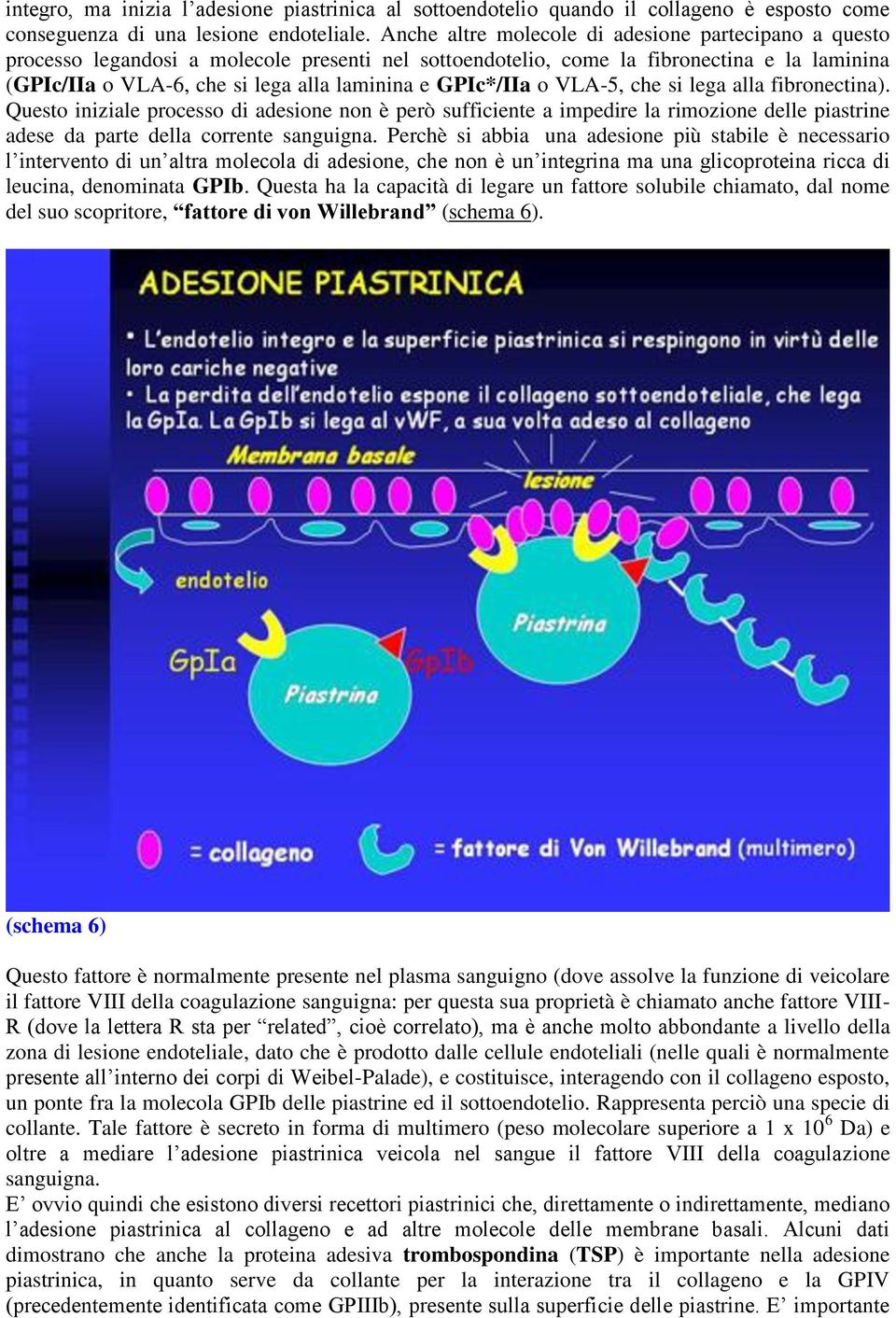 GPIc*/IIa o VLA-5, che si lega alla fibronectina). Questo iniziale processo di adesione non è però sufficiente a impedire la rimozione delle piastrine adese da parte della corrente sanguigna.