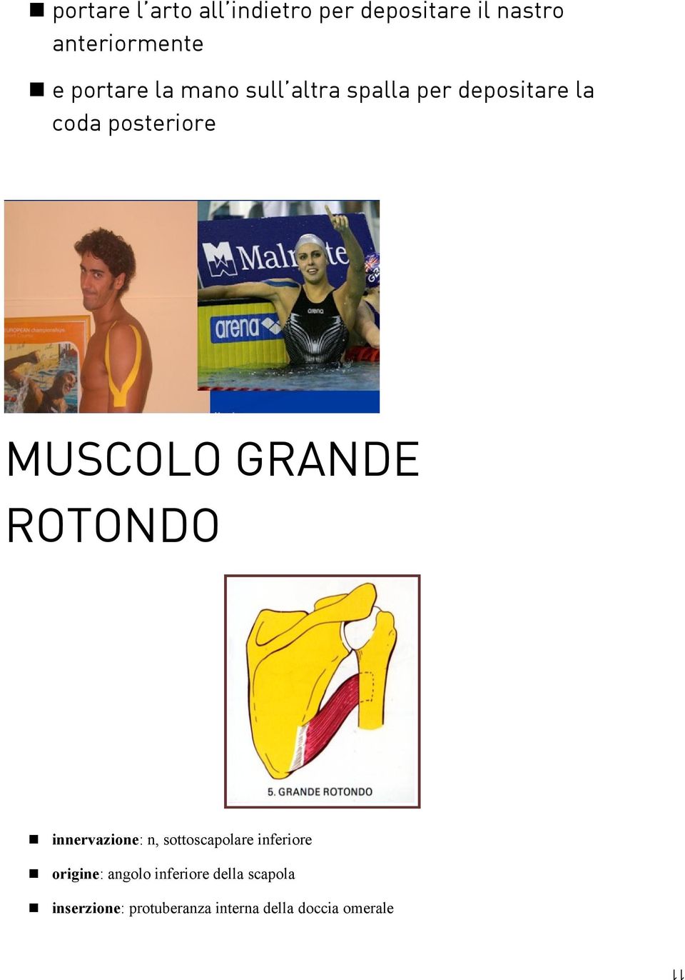 MUSCOLO GRANDE ROTONDO innervazione: n, sottoscapolare inferiore origine: