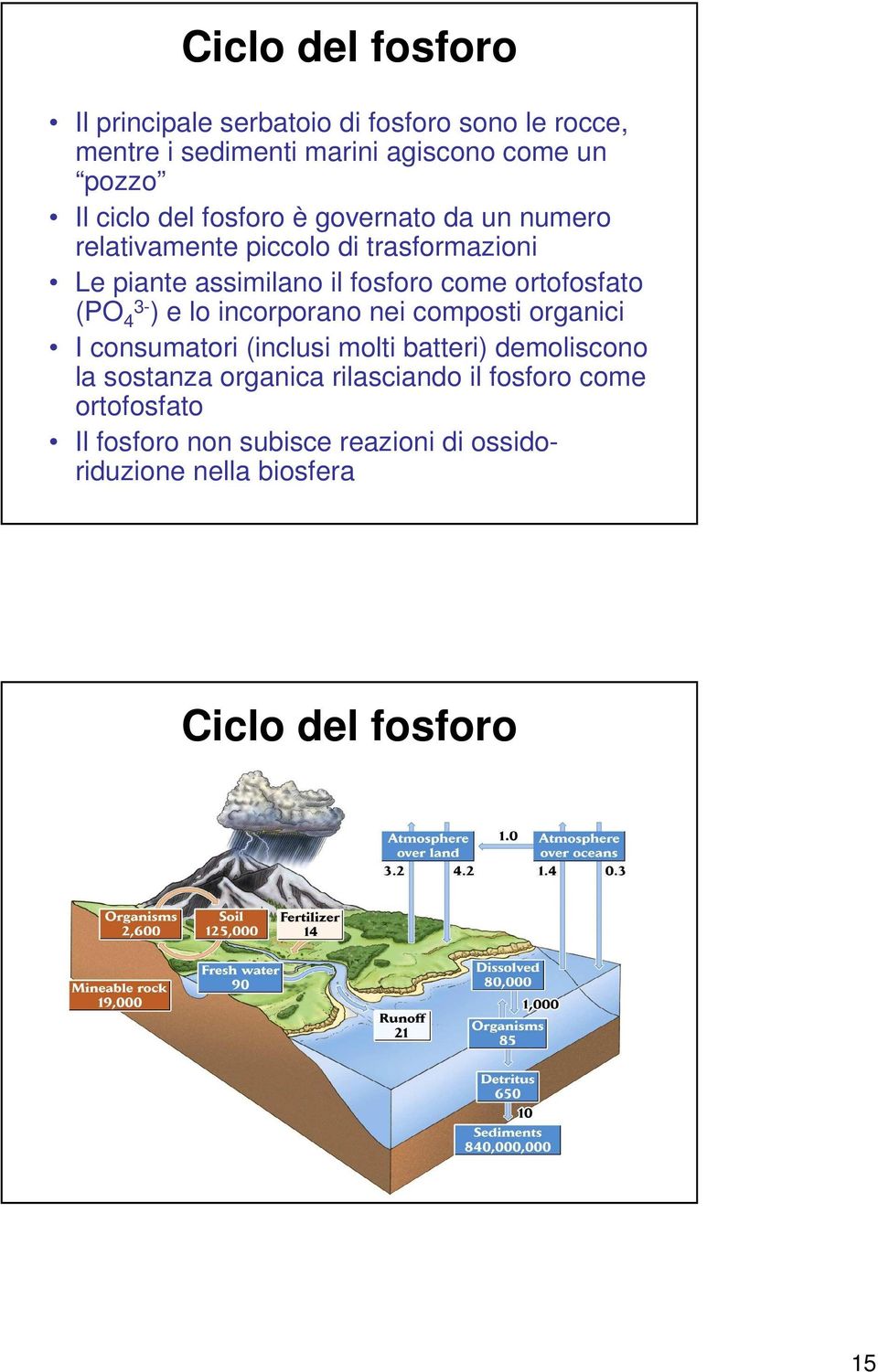 ortofosfato (PO 4 3- ) e lo incorporano nei composti organici I consumatori (inclusi molti batteri) demoliscono la sostanza