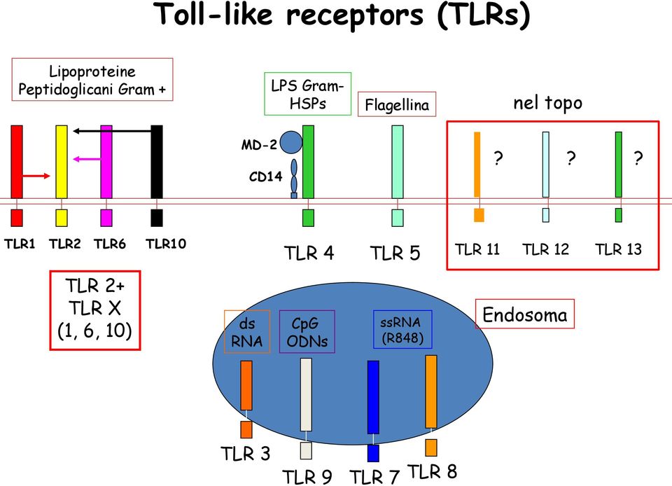 CD14 TLR1 TLR2 TLR6 TLR 2+ TLR X (1, 6, 10) TLR10 TLR 4 ds