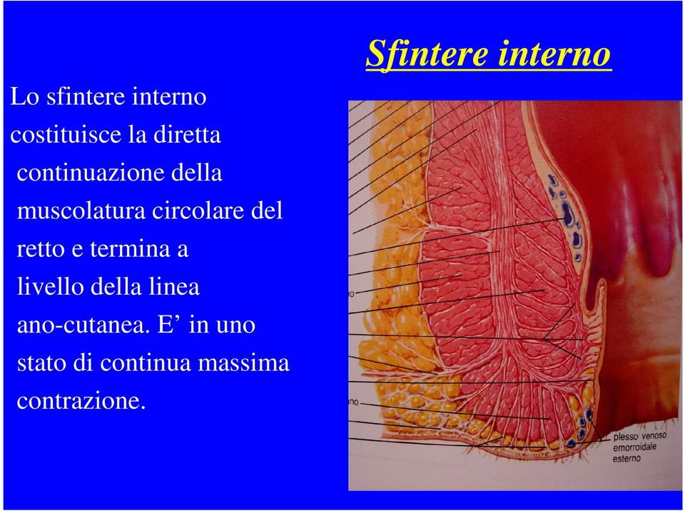 circolare del retto e termina a livello della